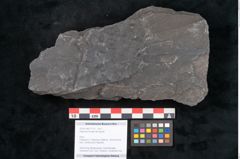 Foto (Objekt + Etikett) von Stigmaria ficoides Brongniart (NHMW-GEO-2024-0188-11119)
